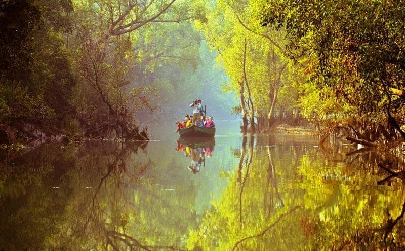 🌿 Sundarbans (Largest Mangrove Forest) - View 3