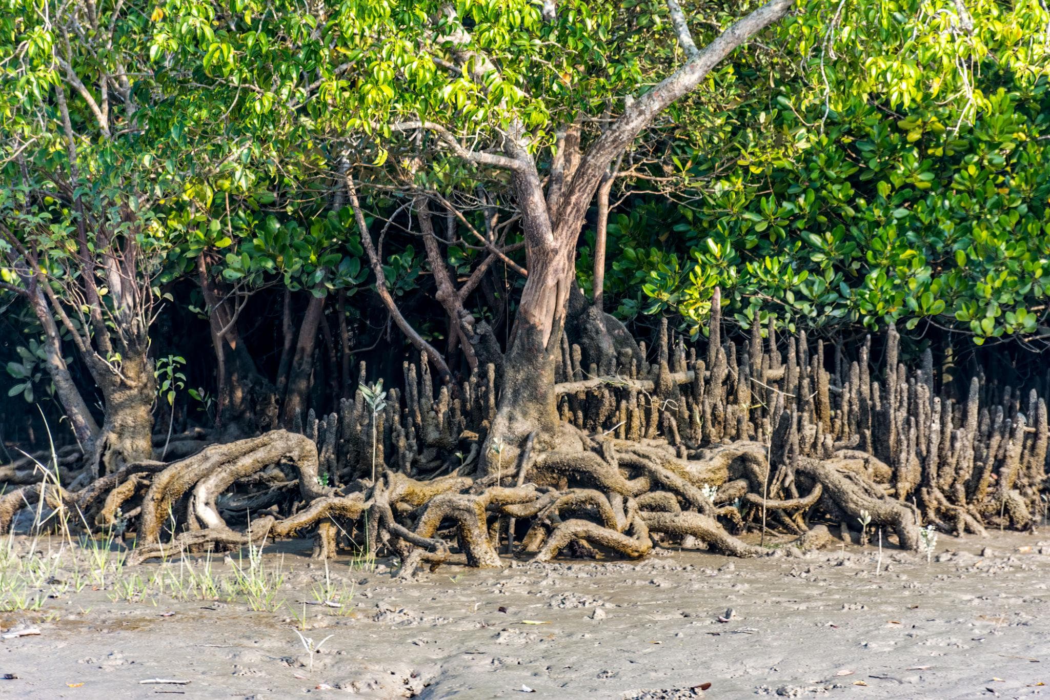 🌿 Sundarbans (Largest Mangrove Forest) - View 4