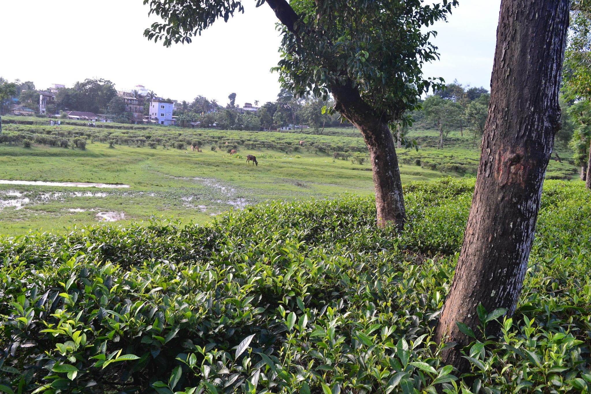 🕌 Sylhet (Tea Gardens & Nature) - View 2