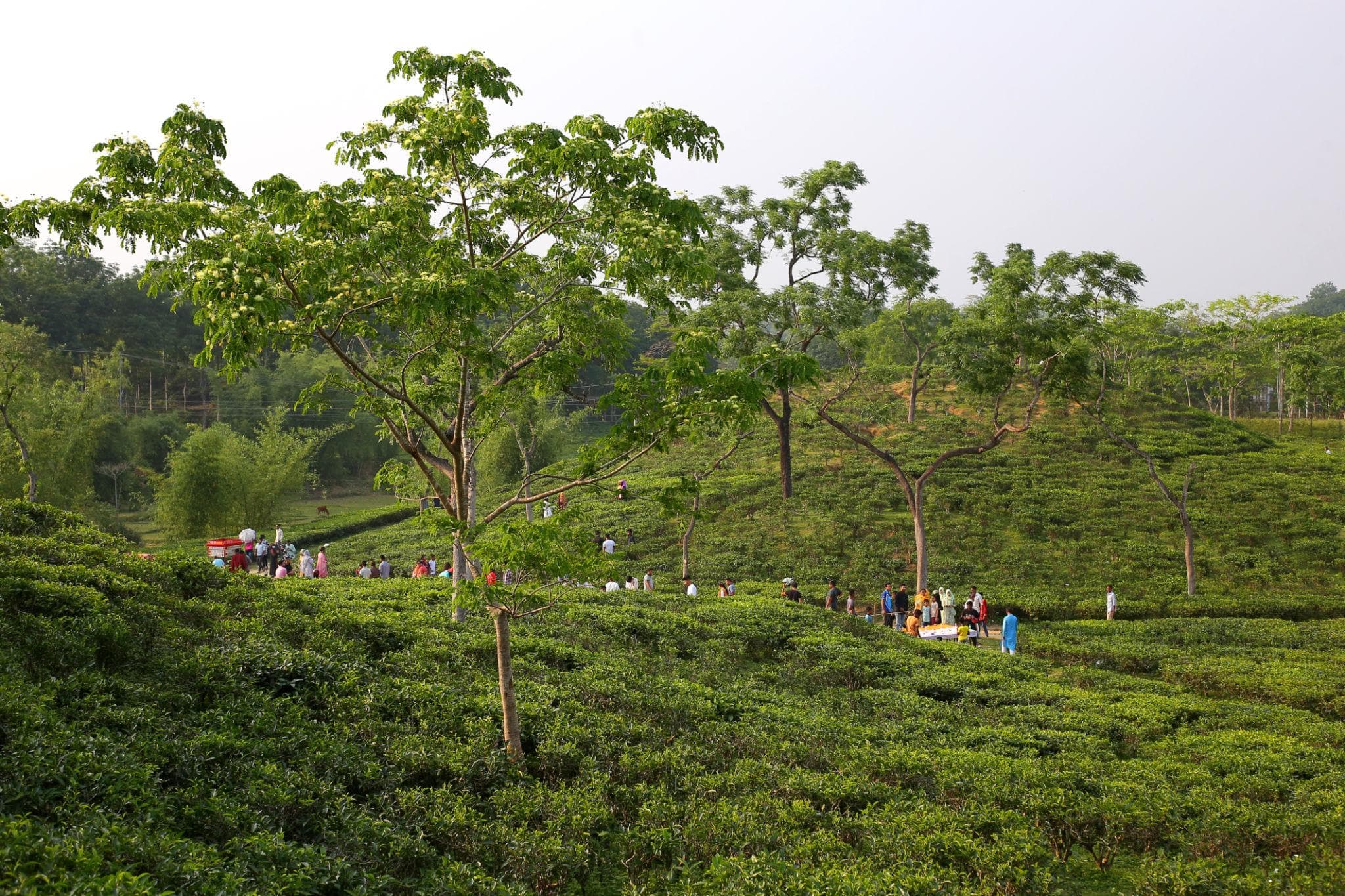 🕌 Sylhet (Tea Gardens & Nature) - View 6